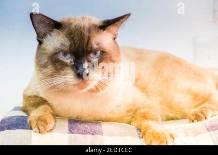 Portrait of Siamese cat. Thai adorable cat in brown tone and bule eyes. Stock Photo