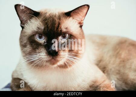 Portrait of Siamese cat. Thai adorable cat in brown tone and bule eyes. Stock Photo