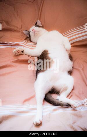 Thai adorable cat in brown and white tone lay down on bed. Look like lazy pretty pet feline. Stock Photo