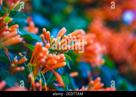Flamevine blooming in the garden in autumn time. Stock Photo