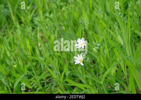 Stellaria media flowers, close up. Floral pattern in meadow. Spring and summer white flowers background texture. Stock Photo