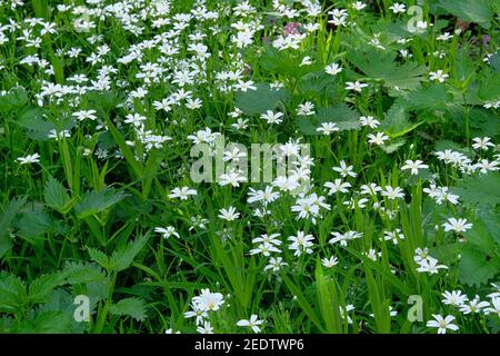 White dandelion on green meadow in summertime. Summer landscape in forest. Stellaria media flowers, close up. Stock Photo