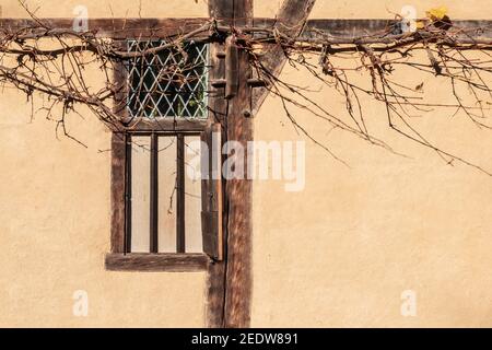 Dry grape vine at old wooden window of rustic clay wall. Stock Photo