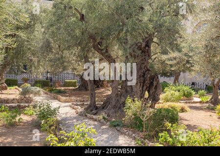 Old olive trees in the garden of Gethsemane, Jerusalem. High quality photo Stock Photo