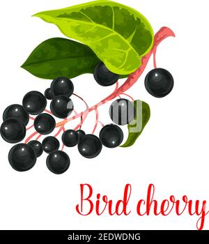 Bird cherry icon. Vector isolated berry of prunus or padus species. Bunch of fresh sweet bird cherries fruits on branch for jam or grocery and farm ma Stock Vector