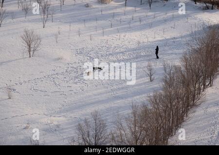 Domestic dogs run on a winter field and a silhouette of a man is nearby. View from above. Pets concept. Stock Photo