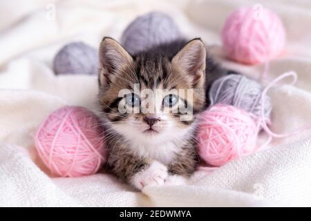 Striped cat playing with pink and grey balls skeins of thread on white bed. Little curious kitten lying over white blanket looking at camera Stock Photo