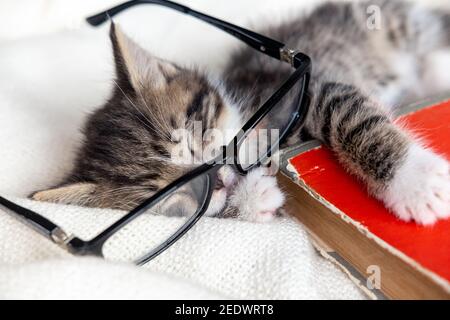 Striped kitten sleeping with book and eyeglasses lying on white bed. Clever cute little domestic cat. Education and back to school Stock Photo