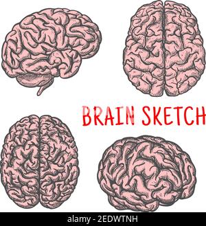 Brain sketch. Human organ vector isolated icons set of side, upper and front view. Medical symbol of brain and cerebellum for medicine or anatomy or s Stock Vector