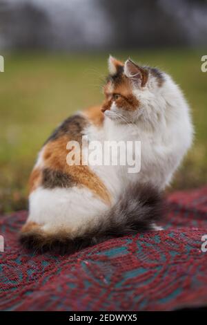 Adult spotted Norwegian forest cat sitting outdoor in the grass Stock Photo
