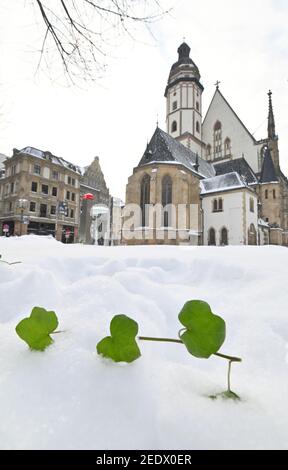 Leipzig, Germany. 10th Feb, 2021. First green under the snow cover - The Thomaskirche in Leipzig at the Thomaskirchhof is surrounded by a lot of snow and high snow mountains in the current winter. Credit: Volkmar Heinz/dpa-Zentralbild/ZB/dpa/Alamy Live News Stock Photo