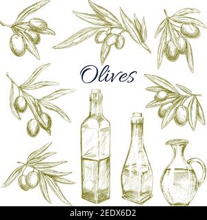 Olives branches and olive oil bottles and pitchers. Vector sketch symbols of fresh green olive fruits harvest for Italian cuisine design or extra virg Stock Vector