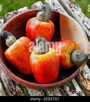 Cashew fresh originating from Para, Brazil Stock Photo