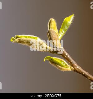 Fresh buds of leaves ready to emerge in early spring. April scene of nature in Europe. the Netherlands. Stock Photo