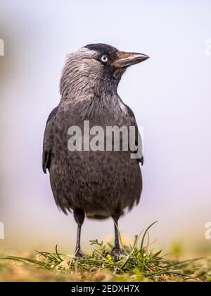 Western jackdaw (Coloeus monedula) walking and looking for food on bright background Stock Photo