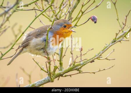 European robin Erithacus rubecula singing in sun rays sunlight during mating season in Springtime. Stock Photo