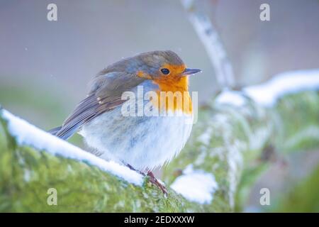 European robin Erithacus rubecula foraging in snow, beautiful cold Winter setting Stock Photo
