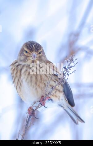 Closeup of a common reed bunting, Emberiza schoeniclus, foraging in snow, beautiful cold Winter setting Stock Photo