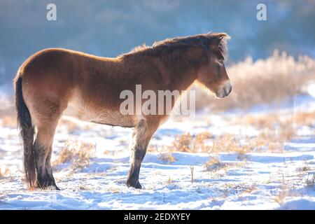 Exmoor pony grazing in snow, cold winter landscape and clear blue sky.. Stock Photo