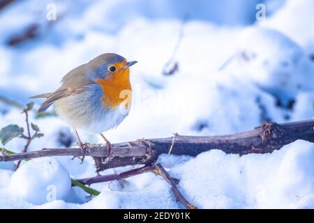 Closeup of a European robin Erithacus rubecula foraging in snow during Winter season