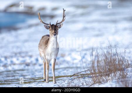 Fallow deer stag Dama Dama foraging in Winter forest snow and ice, selective focus is used.