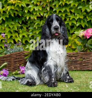 English Cocker Spaniel dog Stock Photo