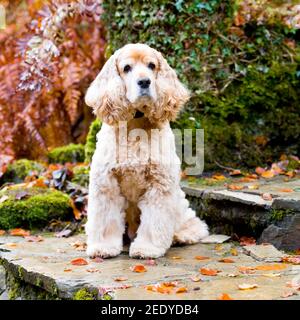 English Cocker Spaniel dog Stock Photo