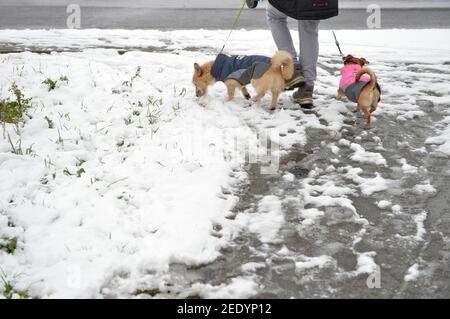 Leipzig, Germany. 10th Feb, 2021. Two dogs wearing thermal protective clothing are walked by a dog owner in winter on snow-covered paths in the district of Leipzig. Credit: Volkmar Heinz/dpa-Zentralbild/ZB/dpa/Alamy Live News Stock Photo