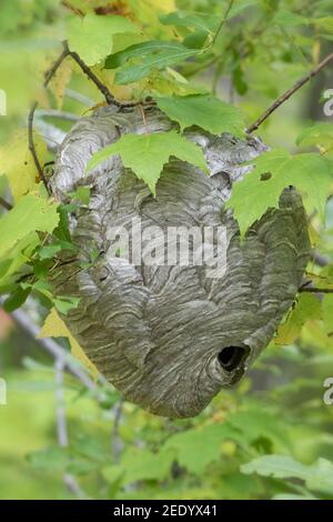 Close up of large paper wasp nest in forest Stock Photo