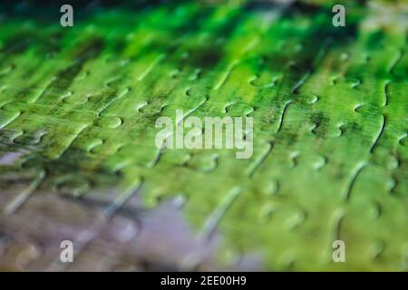 Jigsaw puzzle. Closeup of green jigsaw puzzle peices. Conceptual photo with focus on completed puzzle Stock Photo