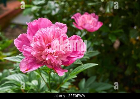 Paeonia officinalis purple inflorescence Stock Photo