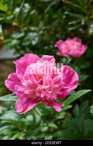 Paeonia officinalis purple inflorescence Stock Photo