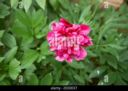 Paeonia officinalis purple inflorescence Stock Photo