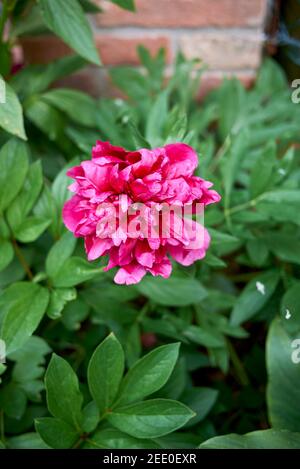 Paeonia officinalis purple inflorescence Stock Photo