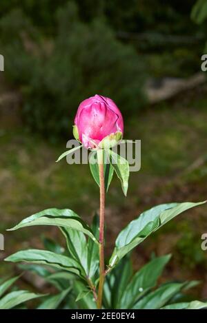 Paeonia officinalis purple inflorescence Stock Photo