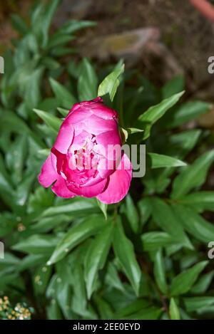 Paeonia officinalis purple inflorescence Stock Photo