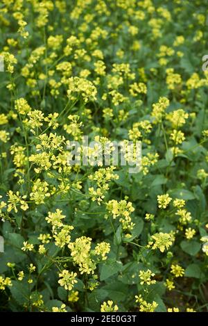Sinapis arvensis yellow blossom in agricultural field Stock Photo