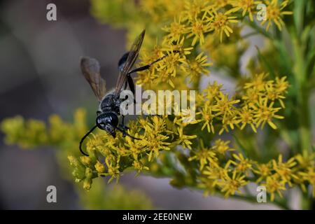 Black and white wasp on yellow flowers. Stock Photo
