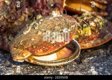 Alive and fresh Icelandic scallops or Chlamys islandica Stock Photo