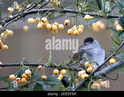 Blackcap (Sylvia atricapilla) male. Feeding on cotoneaster berries in a garden in winter. Kent, UK. Stock Photo