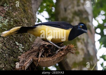 Plush-crested jay (Cyanocorax chrysops) perched in tree, corvid native to central-southern South America Stock Photo