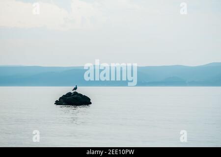 Seagull on a stone in the sea, evening landscape Stock Photo