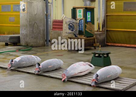 Tokyo, Japan - Jan 22 2016: Large frozen tuna fish on floor of warehouse in the Tsukiji fish market, largest in the world, Tokyo, Japan Stock Photo