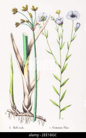 Digitally restored 19th c. Victorian botanical illustration of Bulrush / ? Scirpus or Schoenoplectus & Common Flax / Linum usitatissimum. See note Stock Photo