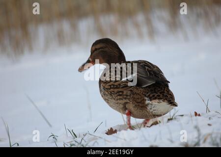 Ducks in citypark Staddijk in Nijmegen, the Netherlands Stock Photo