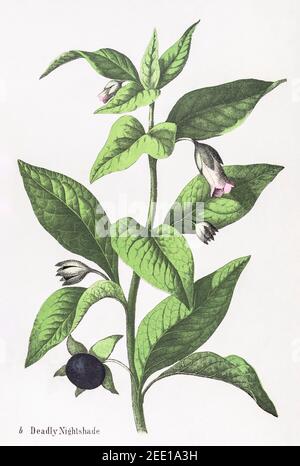 Digitally restored 19th century Victorian botanical illustration of Deadly Nightshade / Atropa belladonna. See notes for source and process info. Stock Photo