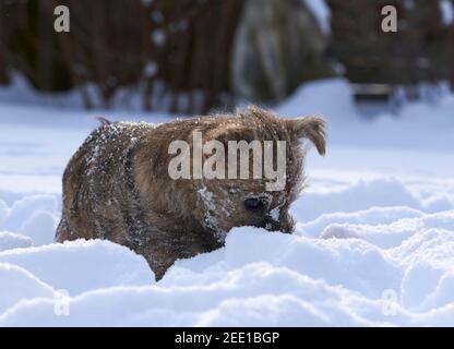 Cairn Terrier puppy (9 weeks) in a garden playing in the snow. Stock Photo