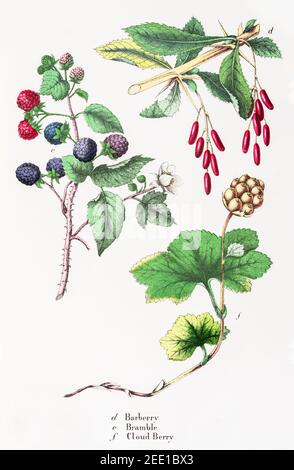 Digitally restored 19th c. Victorian illustration of Barberry / Berberis vulgaris, Cloudberry / Rubus chamaemorus & Bramble / Rubus fruticosus. Stock Photo