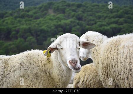Portrait of white colored sheep chewing. Pine forest background in winter. Calahorra, La Rioja. Stock Photo