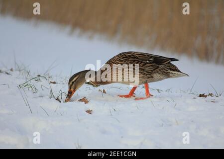 Ducks in citypark Staddijk in Nijmegen, the Netherlands Stock Photo